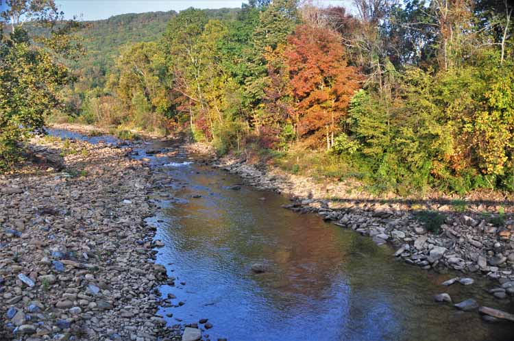 stream and fall trees